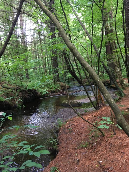 a stream (Kimballs Brook) through a green forest (Credit: Linda Anderson)