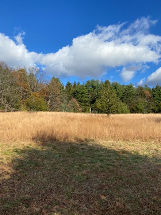 (Credit: Wyndham Land Trust)