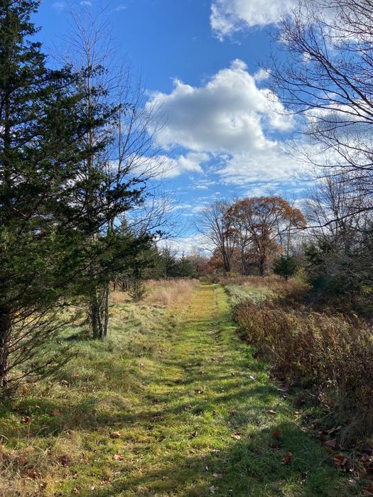 (Credit: Wyndham Land Trust)