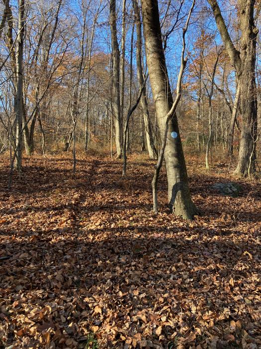 Blue Trail (Credit: Trail Finder staff/ AK)