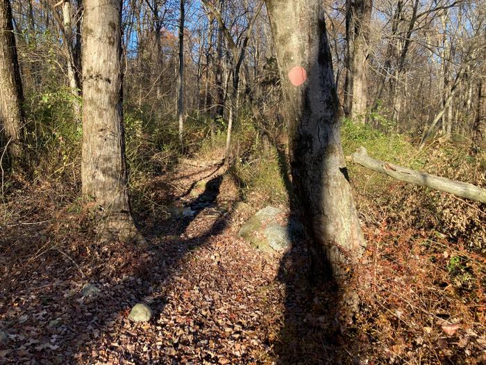 Pink trail (Credit: Trail Finder staff/ AK)