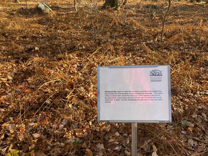 Plant identification (Credit: Trail Finder staff/ AK)