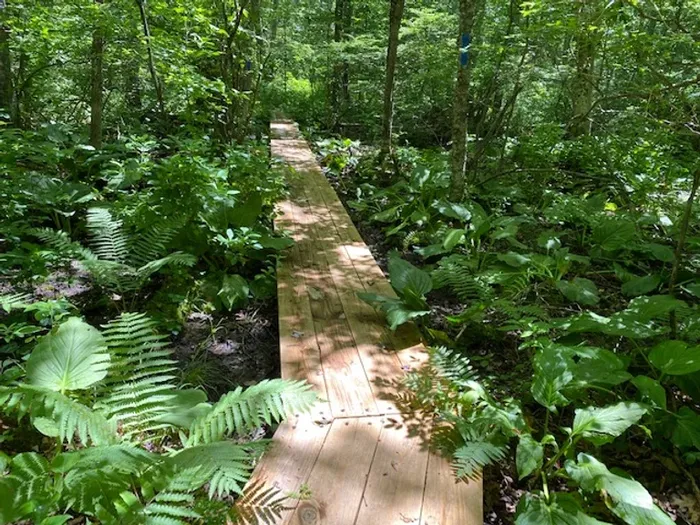 New planks make a new bog bridge on the Blue Trail at Miller Farm (Credit: East Haddam Land Trust)