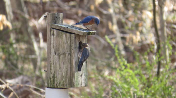 Greenwich Audubon Center