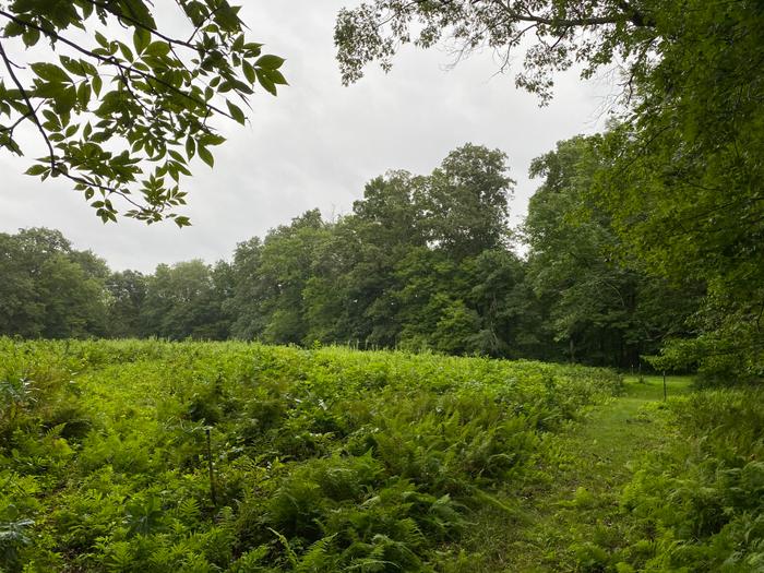 Olde Field Preserve