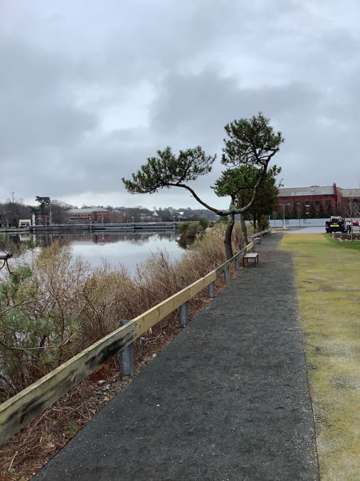 Overlooking the river - Wilton Rd (Credit: C. Kelly)