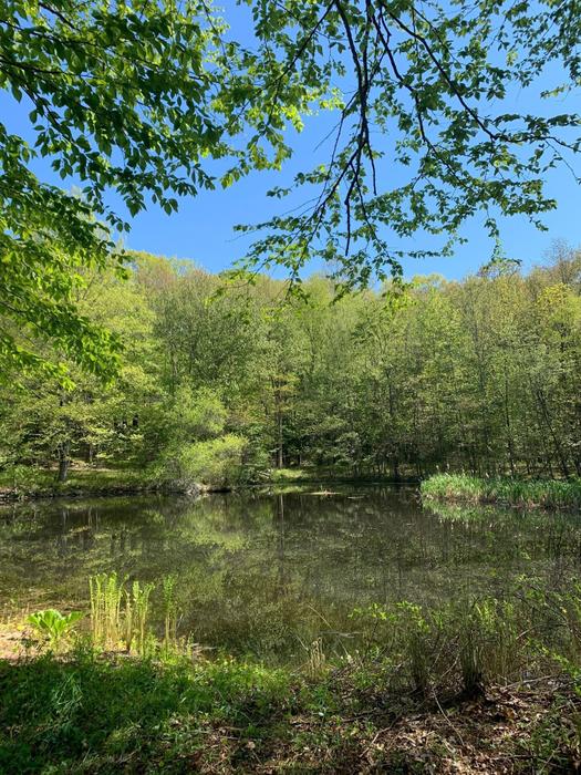 Owen's Mere Preserve