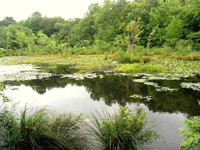 Pequot Woods