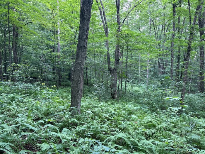 Green forest with fern understory (Credit: Dean Birdsall)