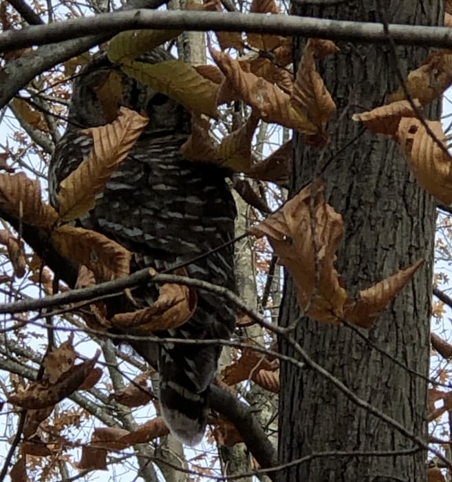 Barred owl peeking through leaves (Credit: Ben Solnit)