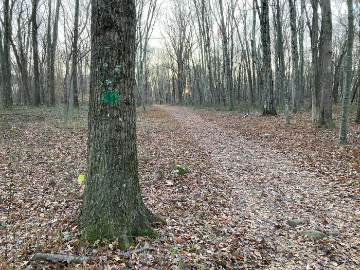 Green Trail (Credit: TF staff/ AK)