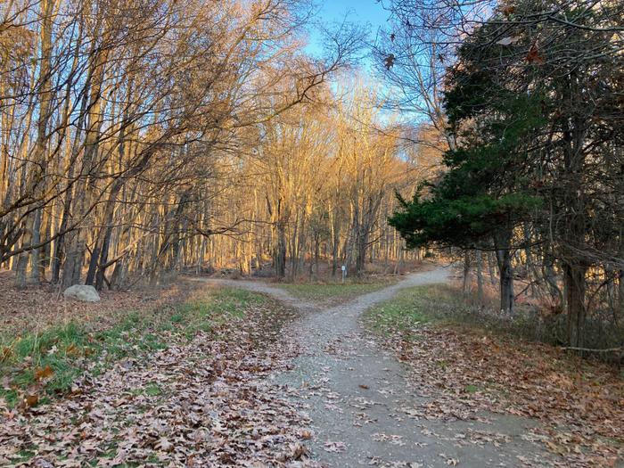 Main Trail (Credit: TF staff/ AK)