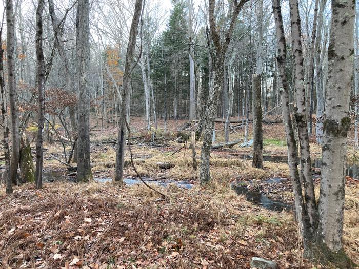 Wetlands near Wedgewood Drive (Credit: TF staff/ AK)