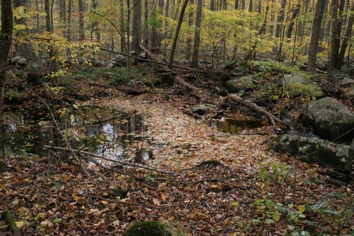 (Credit: Avalonia Land Conservancy)