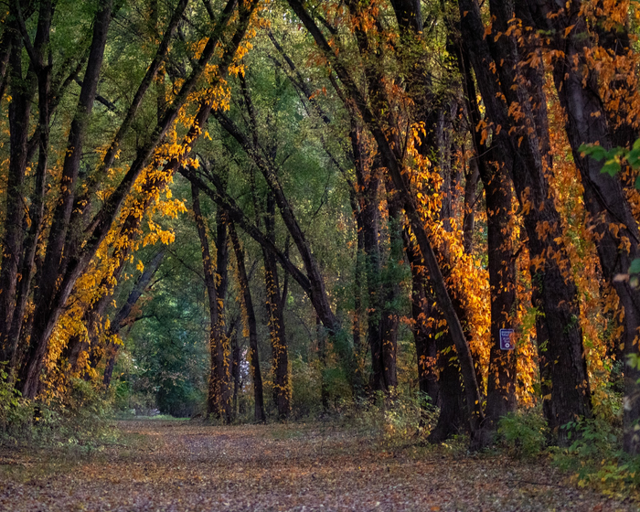 Riverside Park Wooded Trail