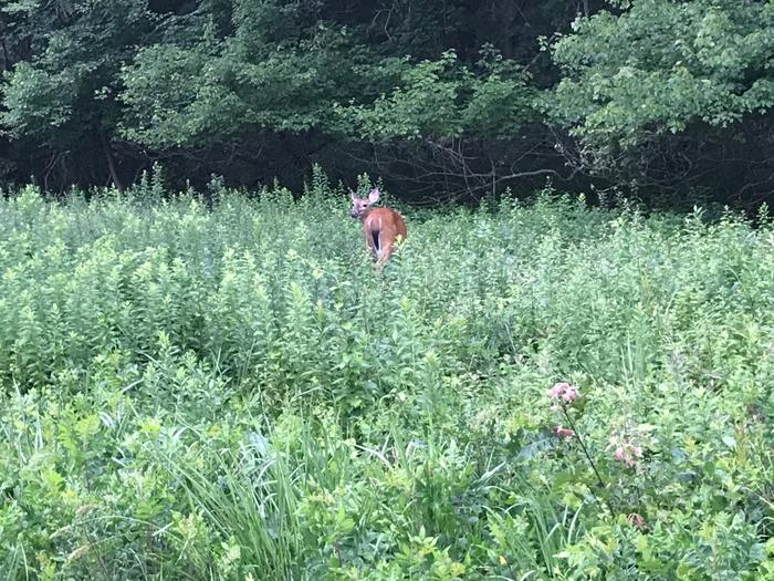 Deer grazing in the meadow off the Blue Trail at Rocky Neck State Park. (Credit: Kimberly Bradley)