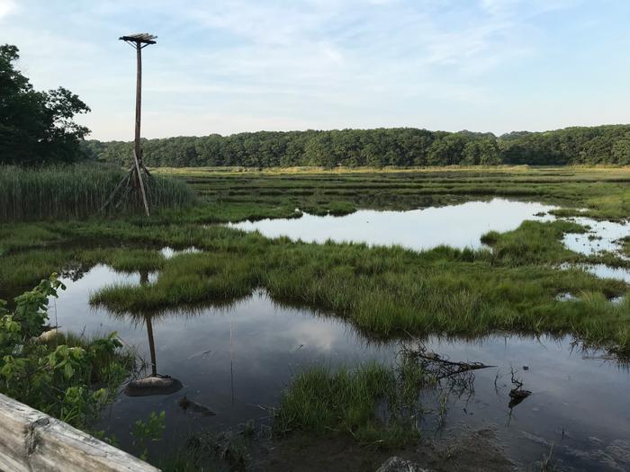 View of the marsh from the bridge of the Red Trail at Rocky Neck State Park. (Credit: Kimberly Bradley)