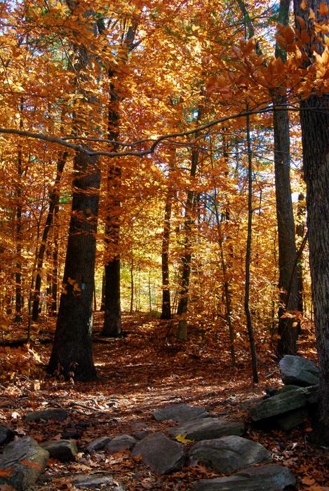 Sawmill Brook/Wolf Rock Preserve