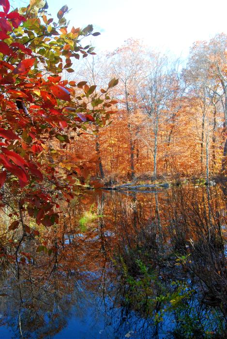 Sawmill Brook/Wolf Rock Preserve