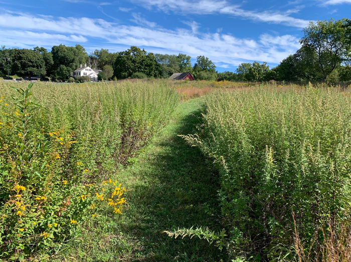 trail through Slaughter Fields (Credit: Whitney Beaman)