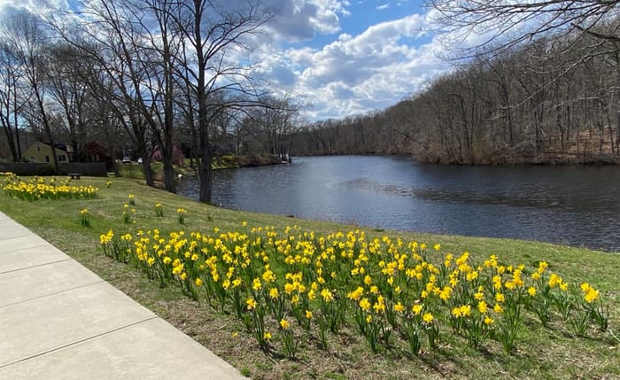 Daffodils in Stanley Park