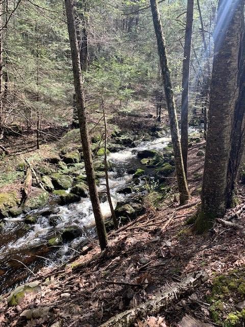 Trolley Bed Preserve