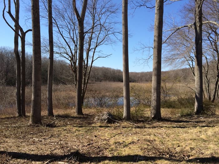 Pequot Swamp Pond