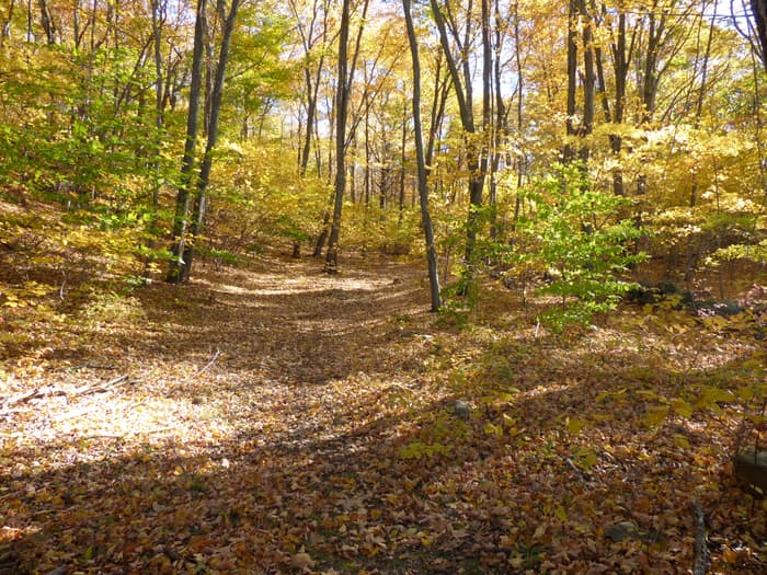 The Old Back Highway aka Ingham Hill Rd. in autumn.