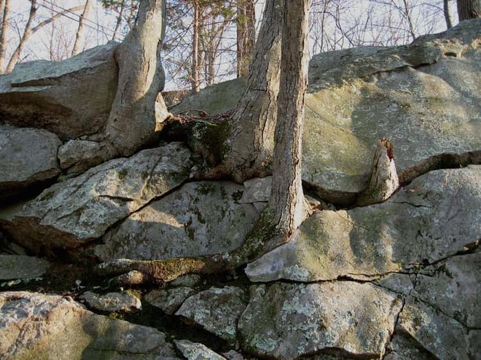 Trees growing on a rockface.