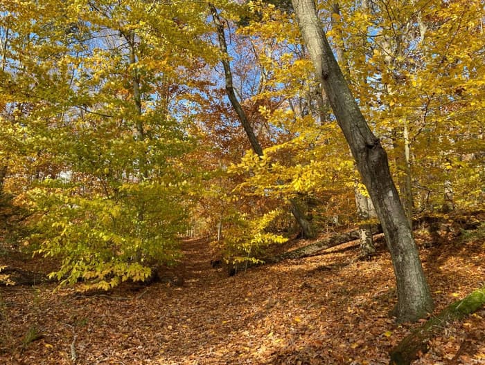 Turtle Creek Preserve