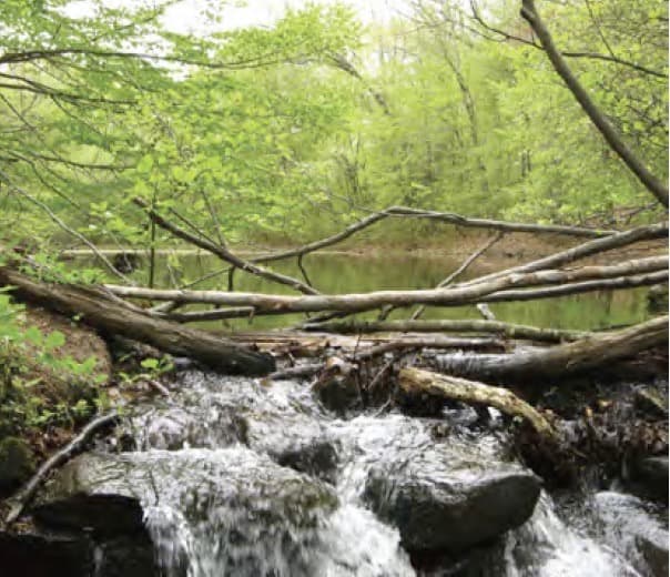 Turtle Creek Preserve