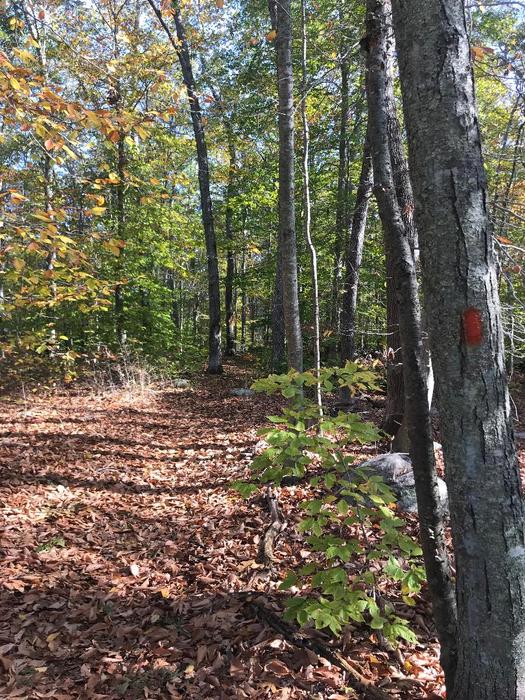 Trail in Woodlot Sanctuary. (Credit: Dale Wilson)