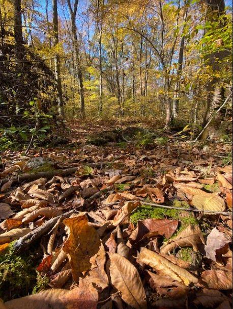 William Jezek Preserve