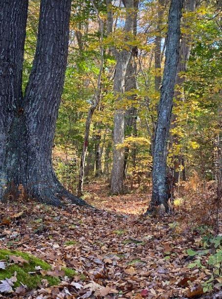 William Jezek Preserve