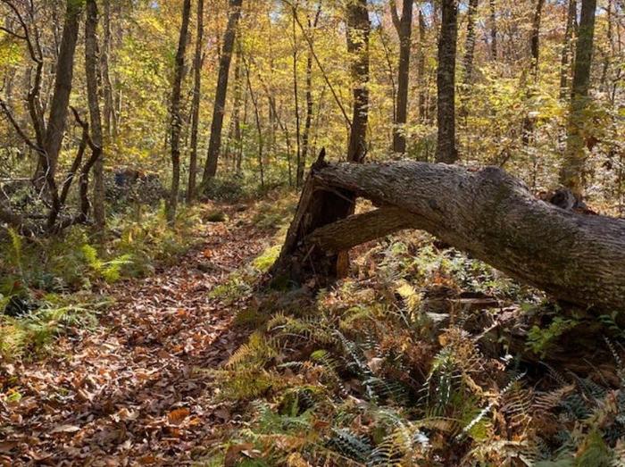 William Jezek Preserve