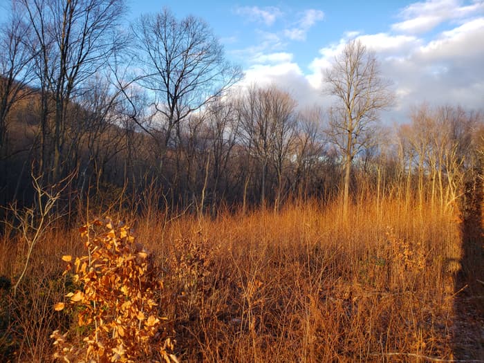 Young (sunlight) and older (background) forest (Credit: G. Milne)