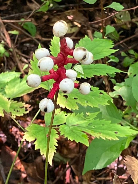 Baneberry (Credit: Peter Bradley)