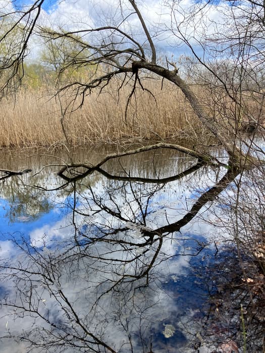 trees over a pond reflecting the sky