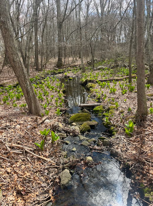 a stream in the spring