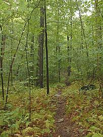 Wooded trail in Cockaposet State Forest. (Credit: CTDEEP)