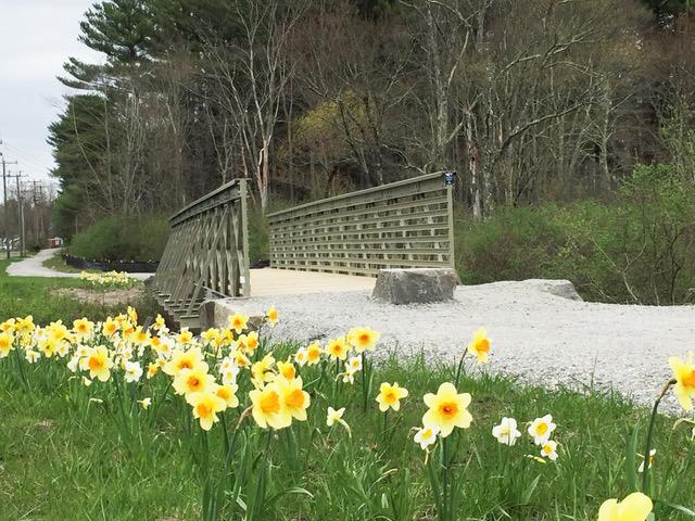 Spring bloom &amp; new bridge (Credit: Litchfield Community Greenway)