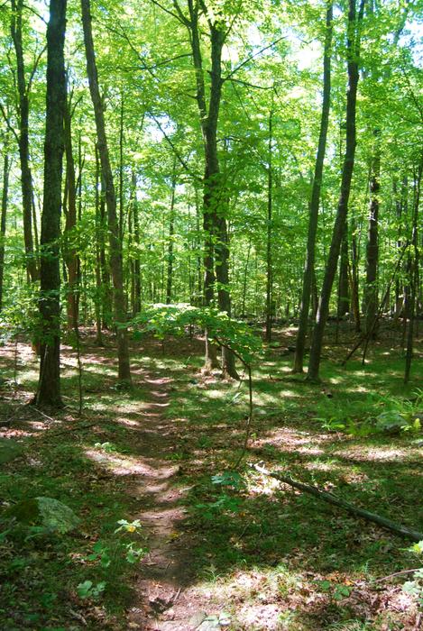 Dunhamtown Forest
