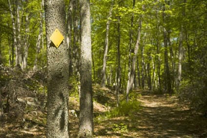 a wooded trail with a yellow diamond trail blaze