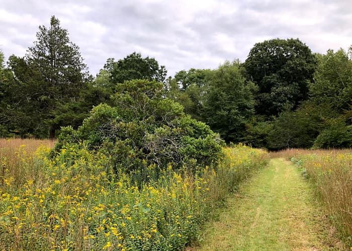 Hartman Park meadow (Credit: Wendy Hill)