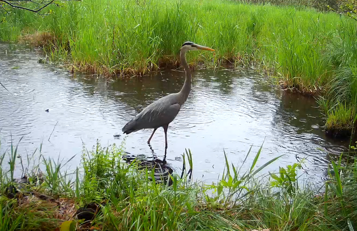 (Credit: Peter Bradley)