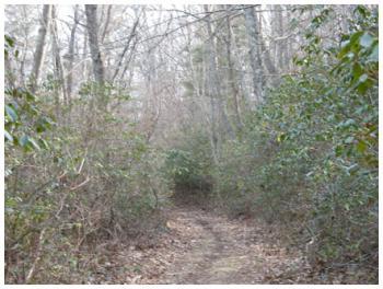 King Riverside Conservation Area