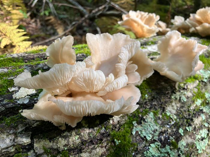 (Credit: Peter Bradley)