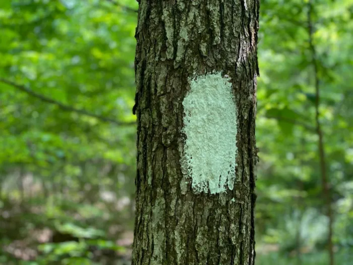 white blazes mark the trail (Credit: S. Livingston)