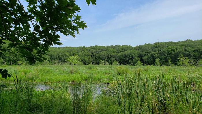 Pigeon Swamp Preserve