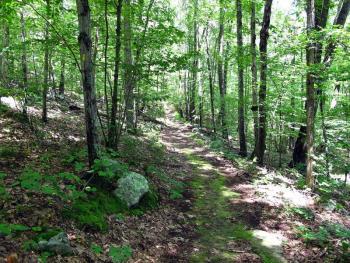 Schindler/Schmidt Conservation Area